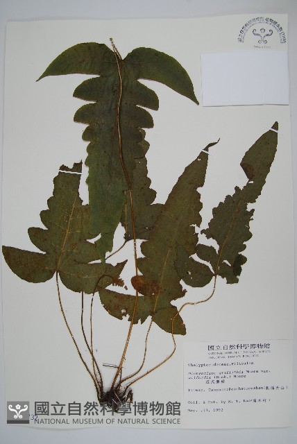 威氏聖蕨藏品圖，第1張