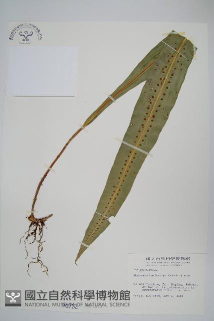 大星蕨藏品圖，第1張