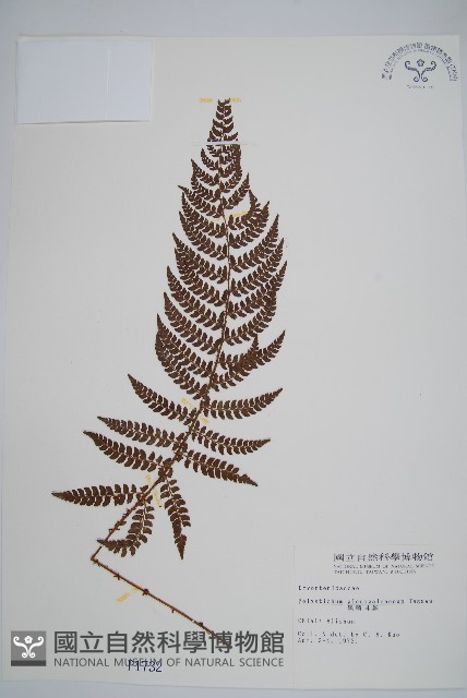 黑鱗耳蕨藏品圖，第1張