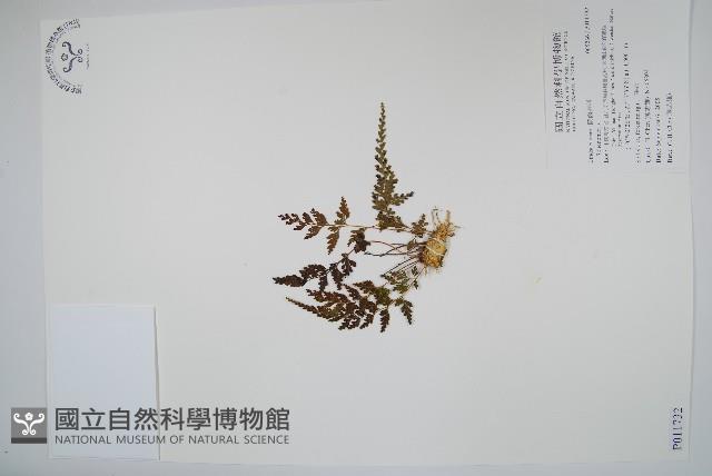 登錄號:P011732藏品圖，第1張