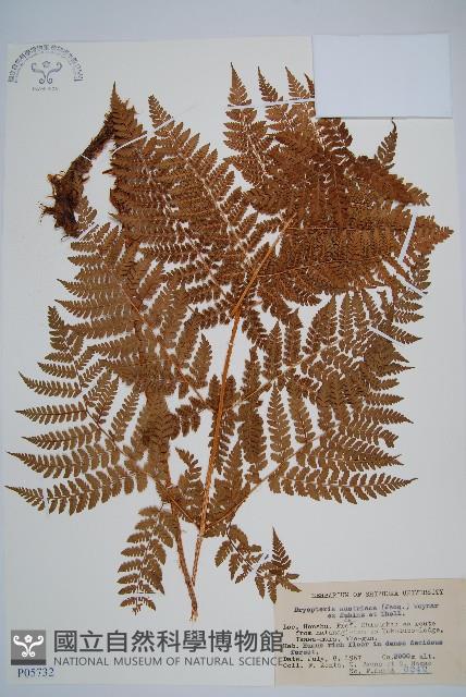 闊葉鱗毛蕨藏品圖，第1張