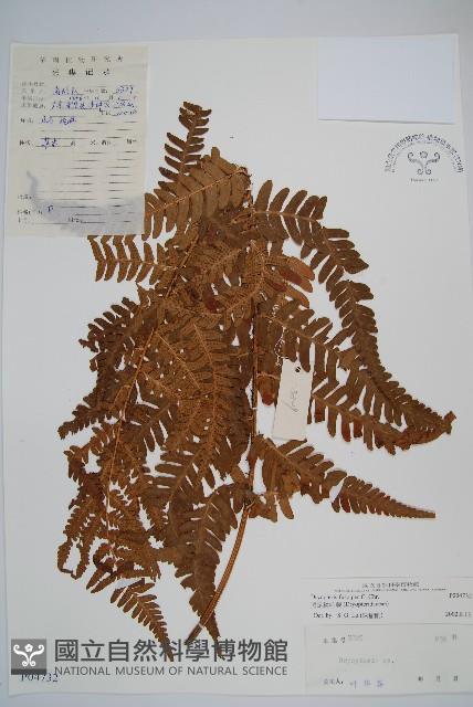 黑足鱗毛蕨藏品圖，第1張