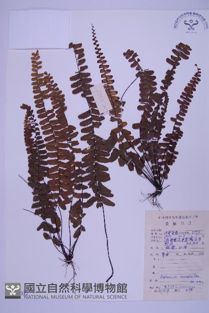 Accession Number:P009032 Collection Image, Figure 1, Total 4 Figures