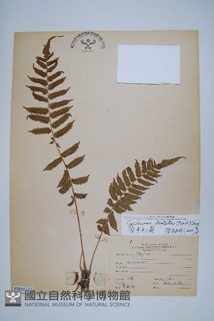 野毛蕨藏品圖，第1張