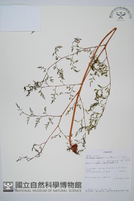 登錄號:P010032藏品圖，第1張