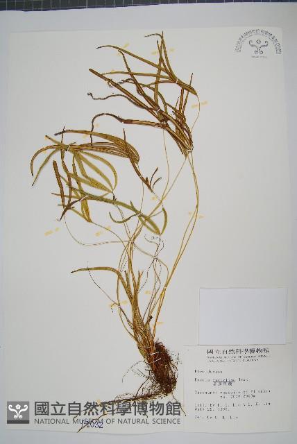 掌鳳尾蕨藏品圖，第1張