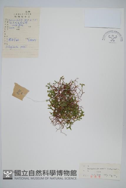 鹿角卷柏藏品圖，第1張