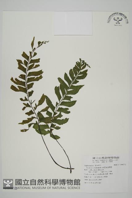 剪葉鐵角蕨藏品圖，第1張