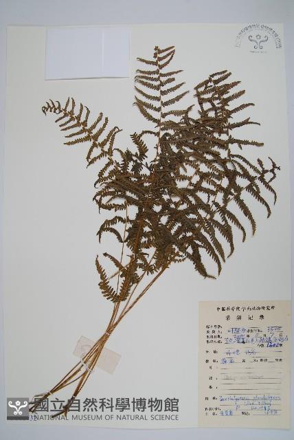 密腺副金星蕨藏品圖，第1張