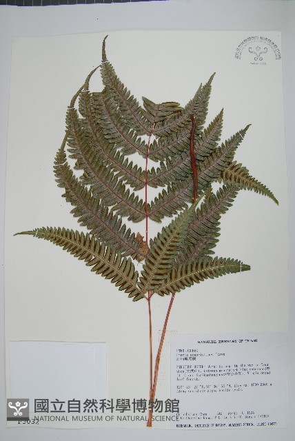 紅柄鳳尾蕨藏品圖，第1張