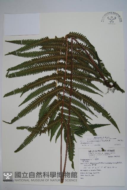 野毛蕨藏品圖，第1張