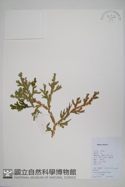 糙葉卷柏藏品圖，第1張