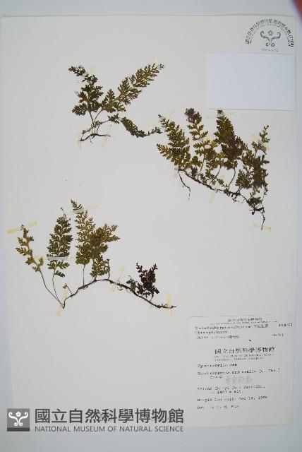 南海瓶蕨藏品圖，第1張