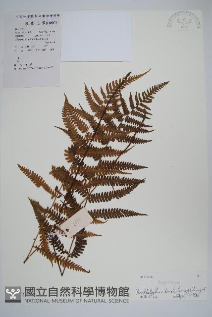 登錄號:P010532藏品圖，第1張