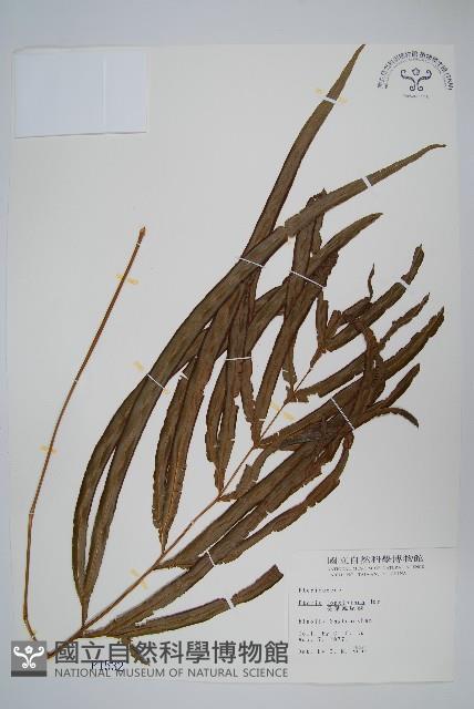 長葉鳳尾蕨藏品圖，第1張