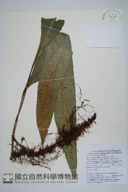 扇蕨藏品圖，第1張