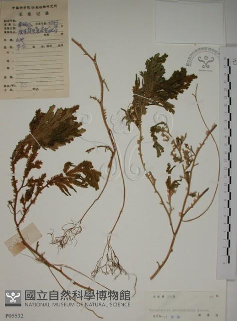 生根卷柏藏品圖，第1張