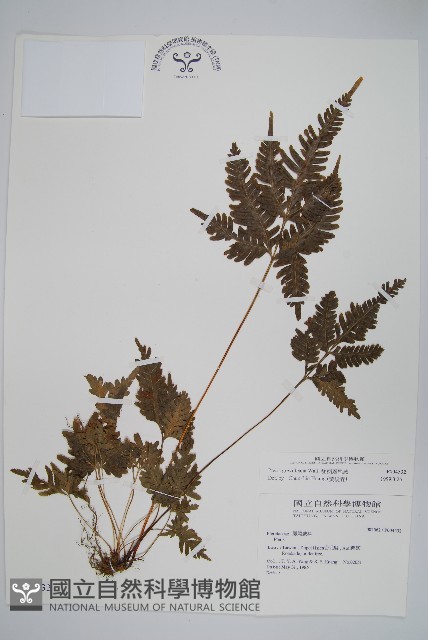 翅柄鳳尾蕨藏品圖，第1張