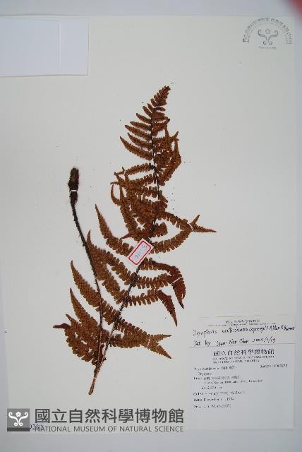 瓦氏鱗毛蕨藏品圖，第1張