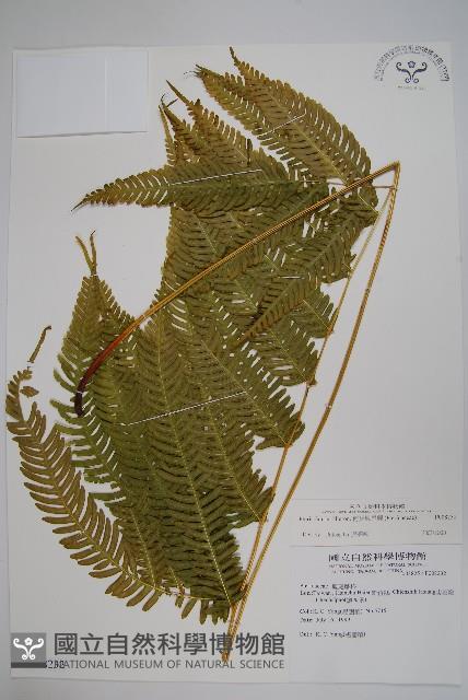 傅氏鳳尾蕨藏品圖，第1張