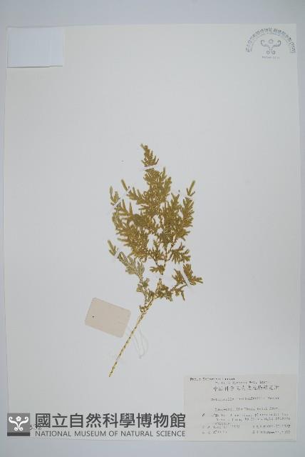 江南卷柏藏品圖，第1張