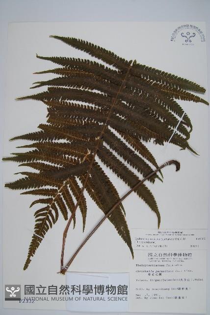 密毛毛蕨藏品圖，第1張