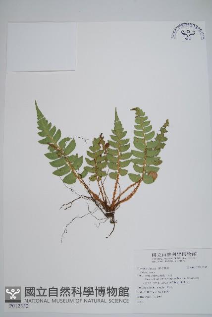 鞭葉耳蕨藏品圖，第1張