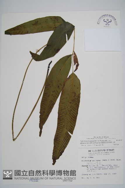 隱脈細柄雙蓋蕨藏品圖，第1張