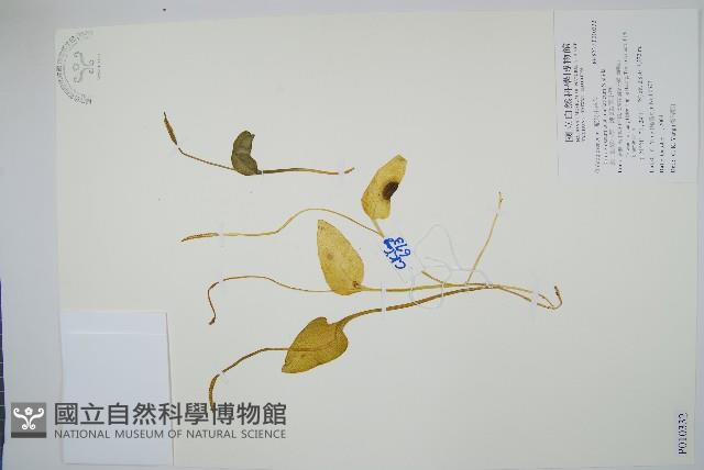 高山瓶爾小草、鈍頭瓶爾小草藏品圖，第1張