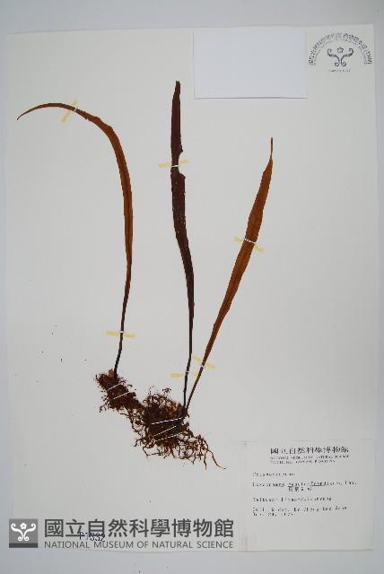 長柄劍蕨藏品圖，第1張