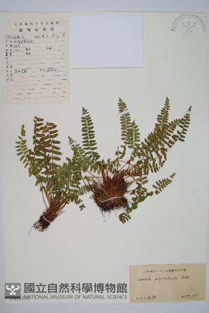 岩蕨藏品圖，第1張