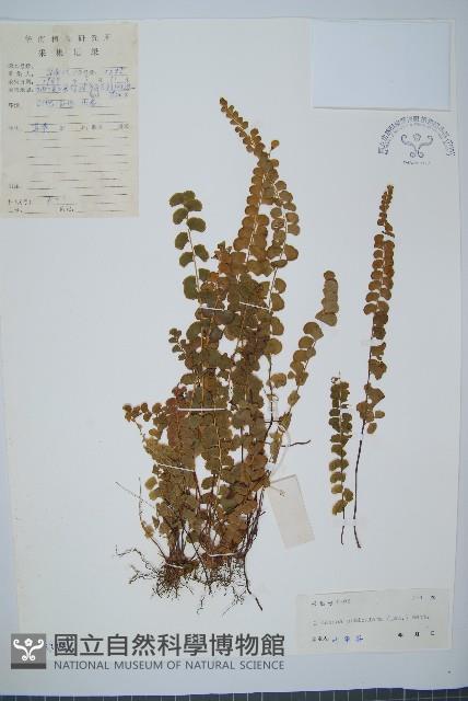 圓葉陵齒蕨藏品圖，第1張