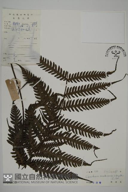 高士佛擬肋毛蕨藏品圖，第1張