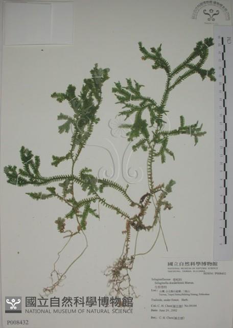 生根卷柏藏品圖，第1張