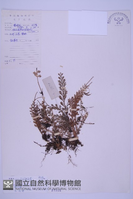 長生鐵角蕨藏品圖，第1張