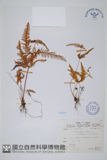 賽芒萁藏品圖，第1張