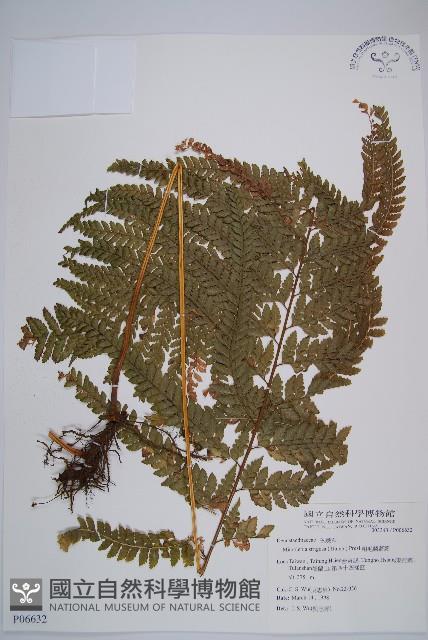 粗毛鱗蓋蕨藏品圖，第1張