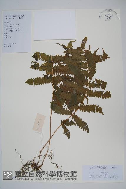 密毛毛蕨藏品圖，第1張