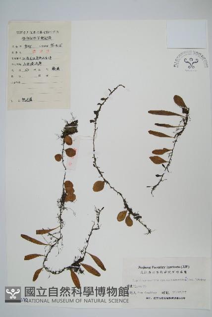 抱石蓮藏品圖，第1張