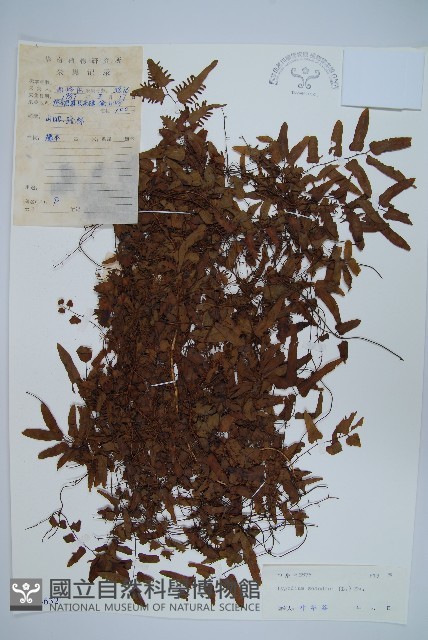 小葉海金沙藏品圖，第1張