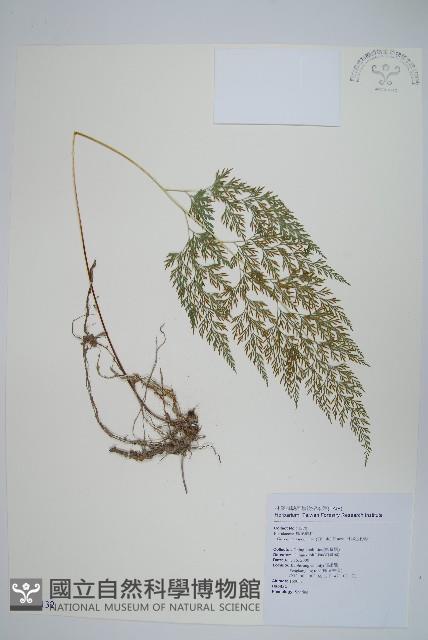 日本金粉蕨藏品圖，第1張