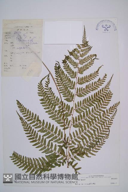 登錄號:P003632藏品圖，第1張