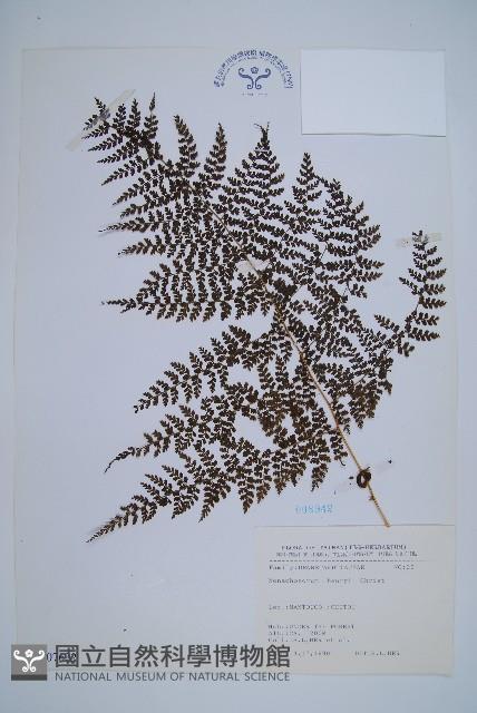 稀子蕨藏品圖，第1張