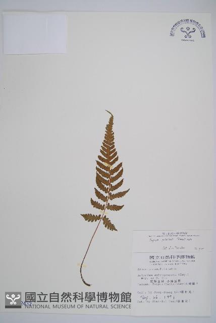 假蹄蓋蕨、東洋蹄蓋蕨藏品圖，第1張