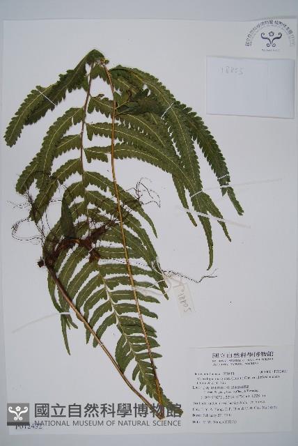 登錄號:P012432藏品圖，第1張