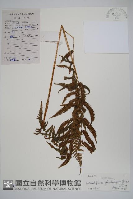密腺副金星蕨藏品圖，第1張