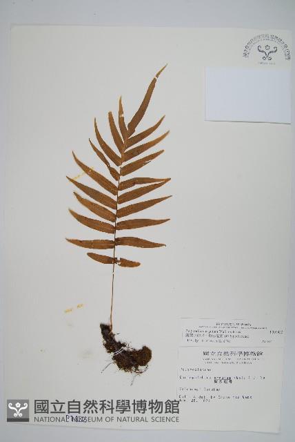 箭葉水龍骨、擬水龍骨藏品圖，第1張