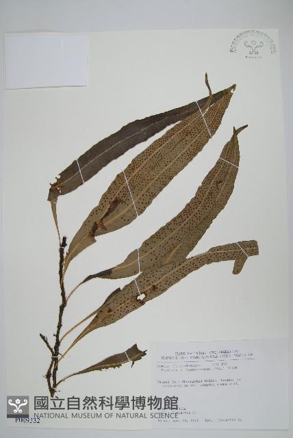 波氏星蕨藏品圖，第1張