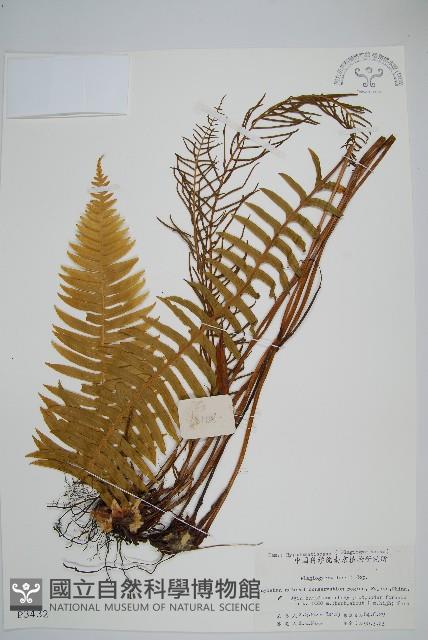 倒葉瘤足蕨藏品圖，第1張