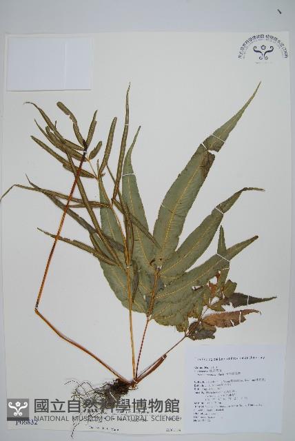 大葉鳳尾蕨藏品圖，第1張